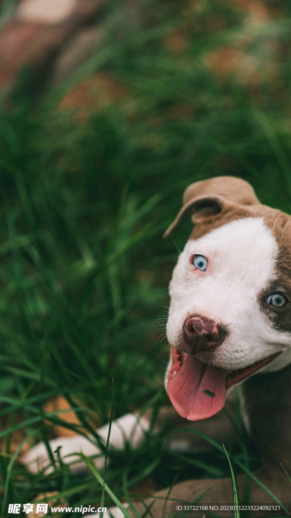 斗牛犬