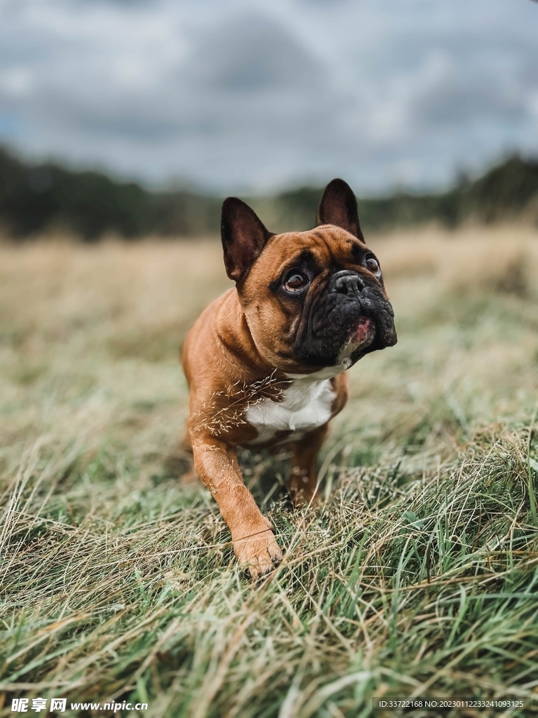 斗牛犬