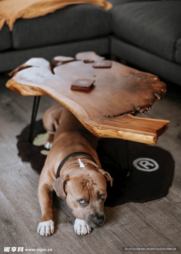 斗牛犬