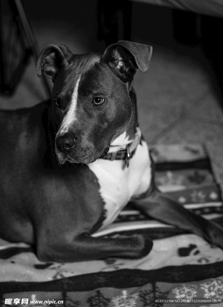 斗牛犬