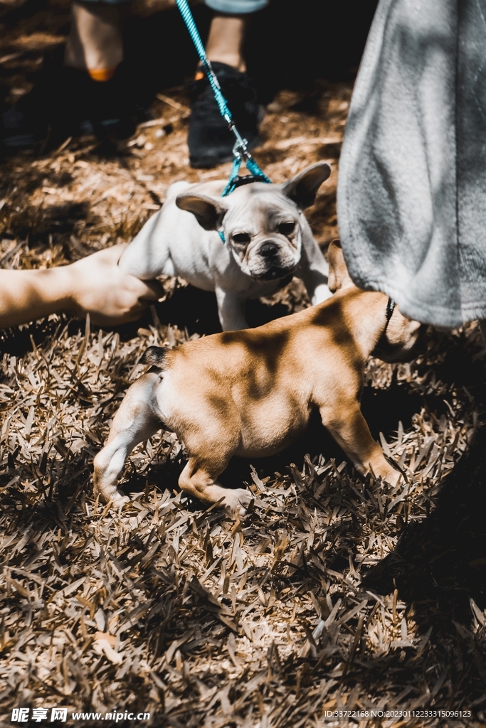 斗牛犬