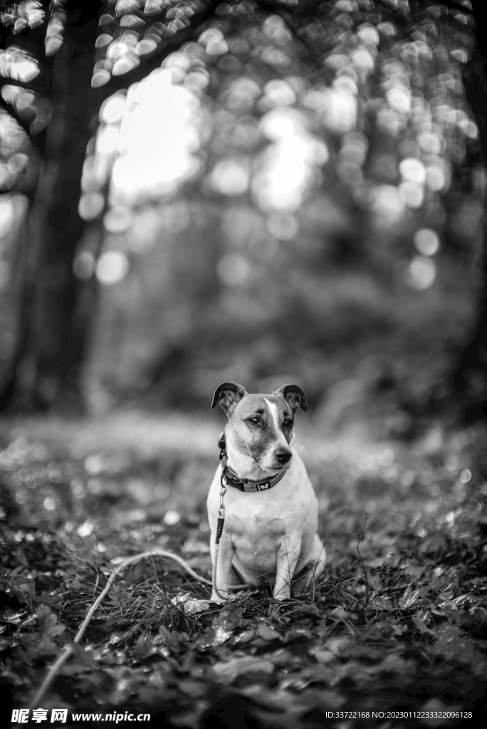 斗牛犬