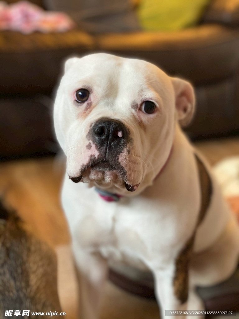 斗牛犬