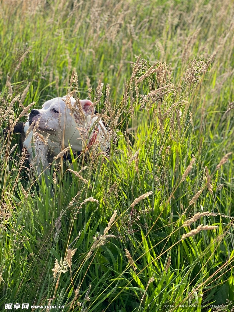 斗牛犬
