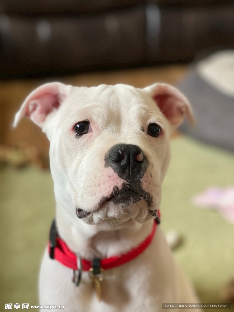 斗牛犬