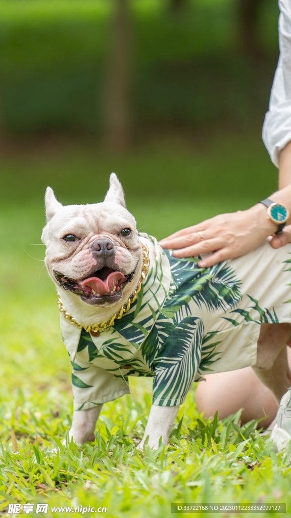 斗牛犬