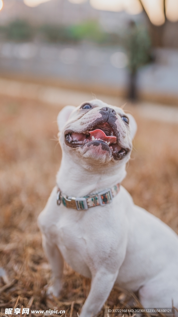 斗牛犬