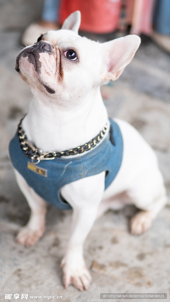 斗牛犬