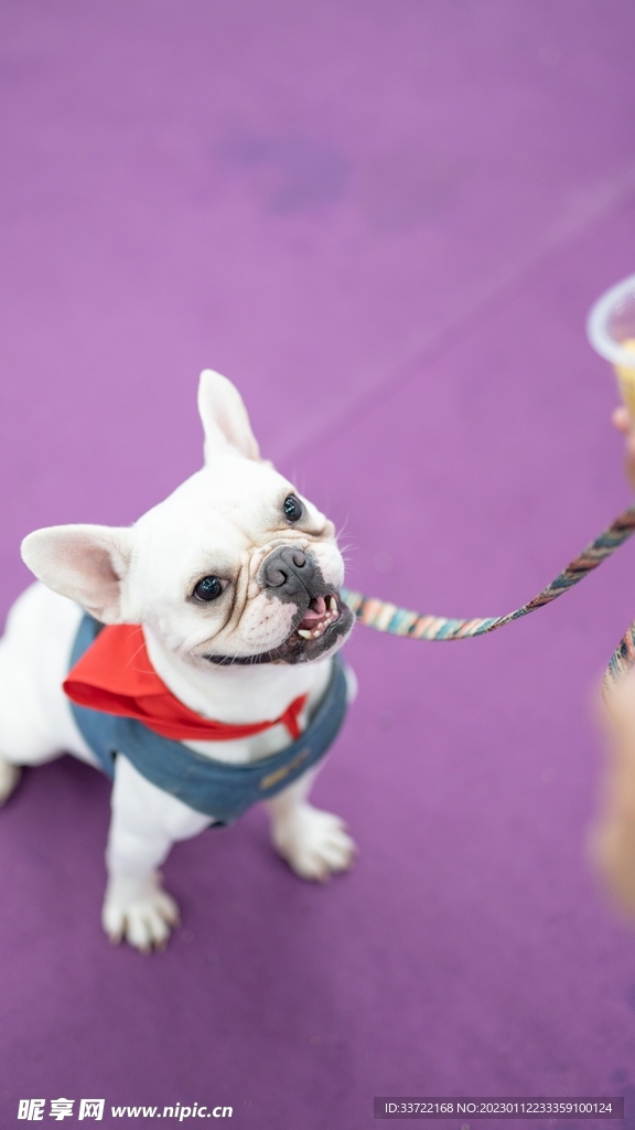 斗牛犬