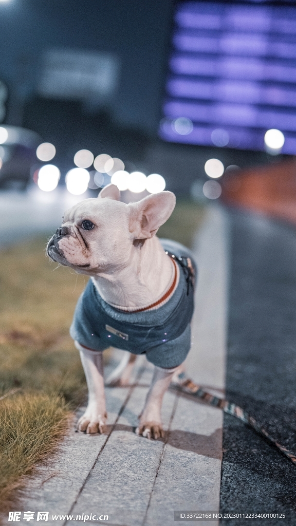 斗牛犬