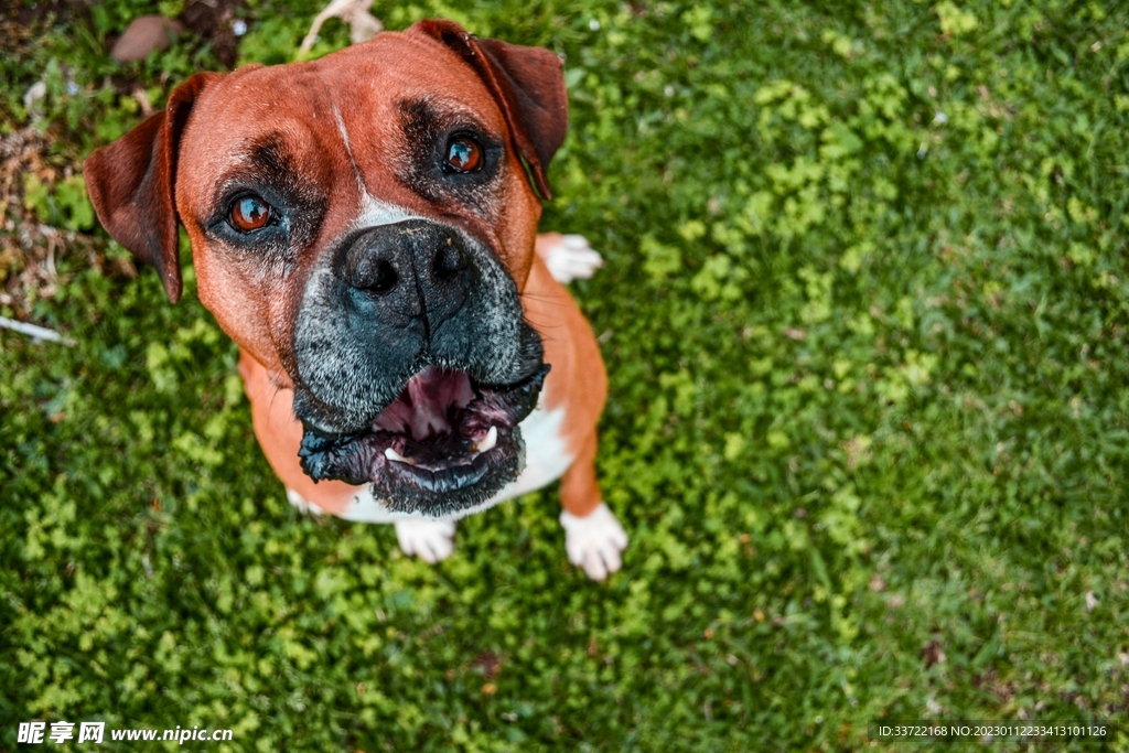 斗牛犬