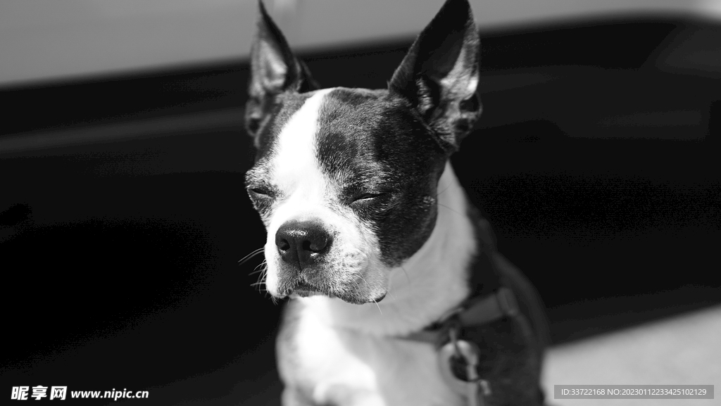 斗牛犬