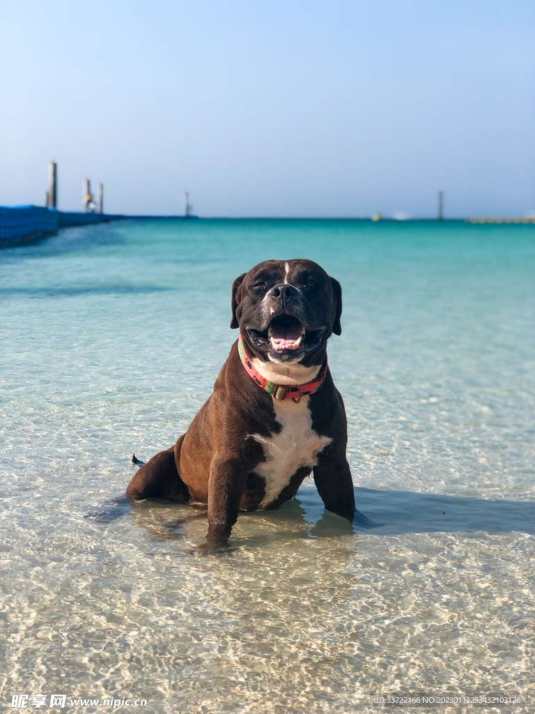 斗牛犬