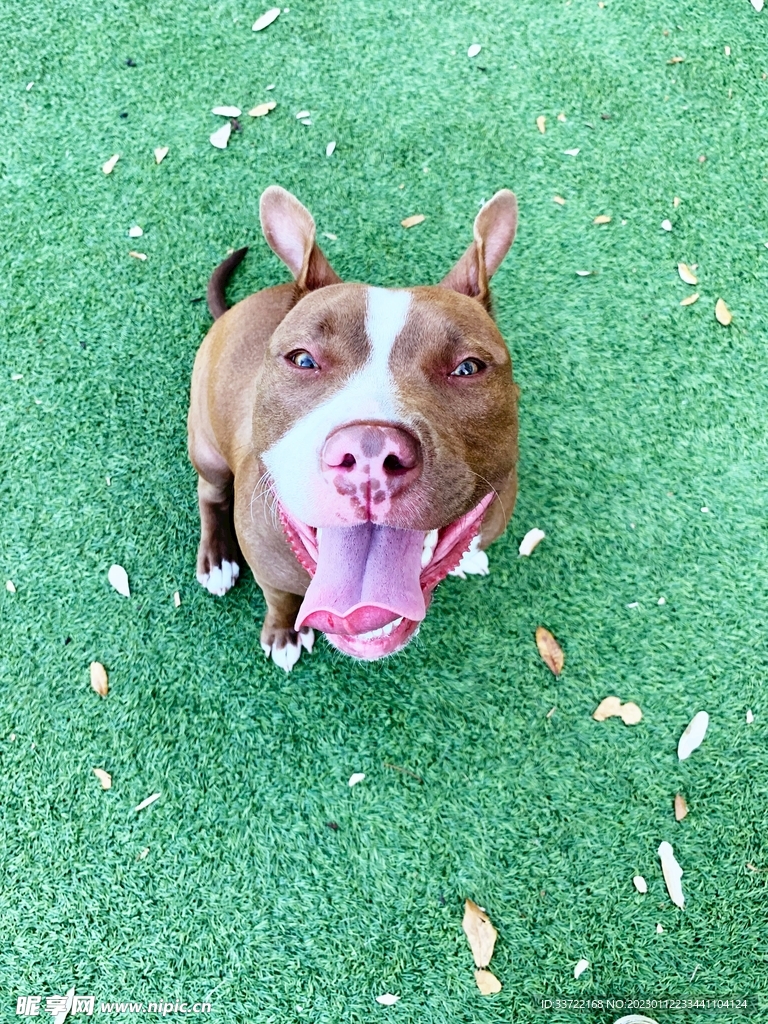 斗牛犬