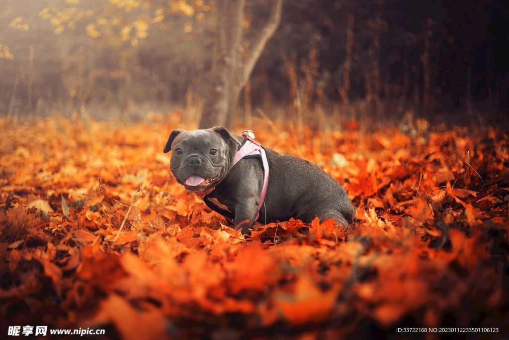 斗牛犬