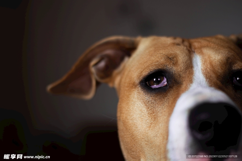 斗牛犬