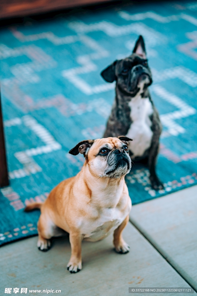 斗牛犬