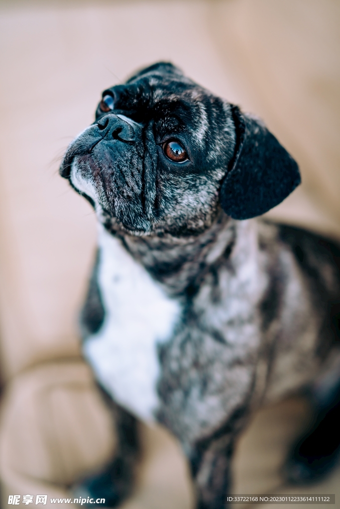 斗牛犬