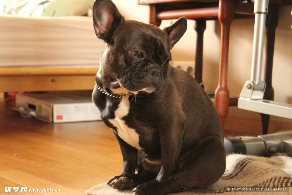斗牛犬