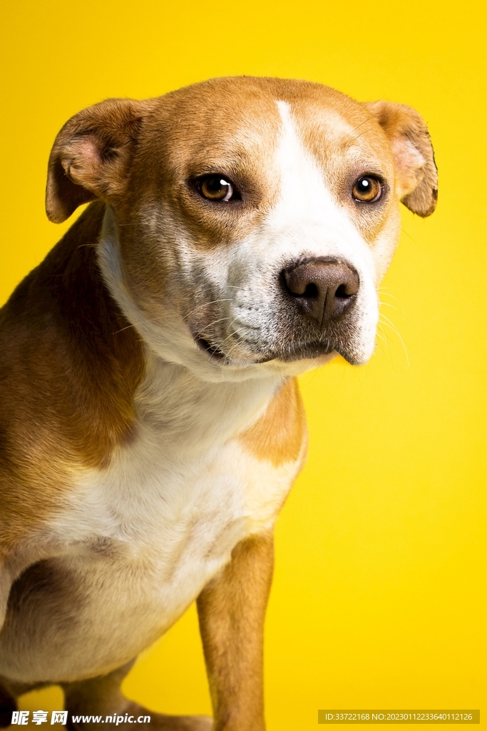 斗牛犬