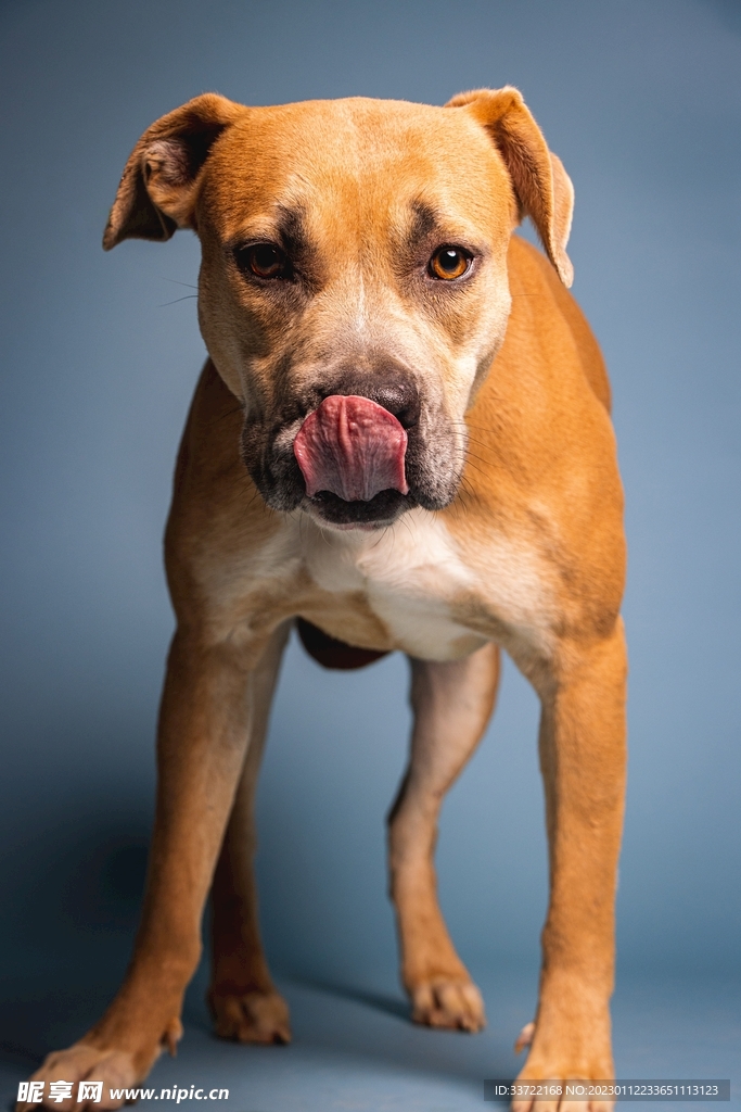 斗牛犬
