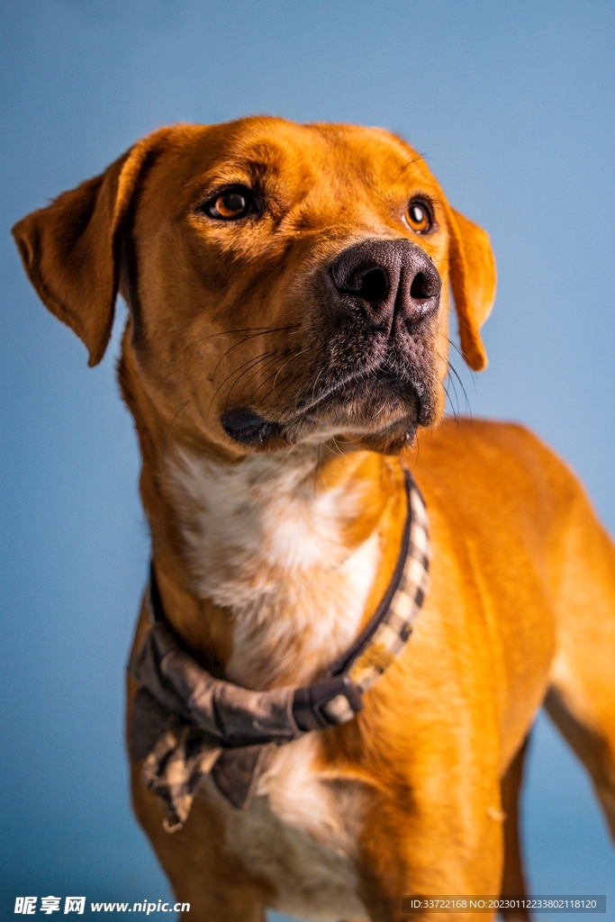 斗牛犬