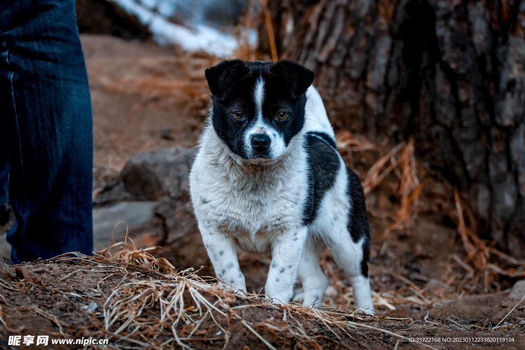 斗牛犬