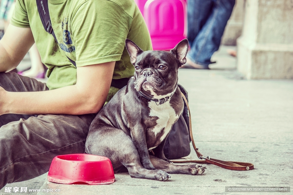 斗牛犬