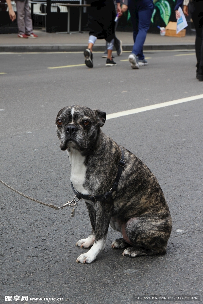 斗牛犬