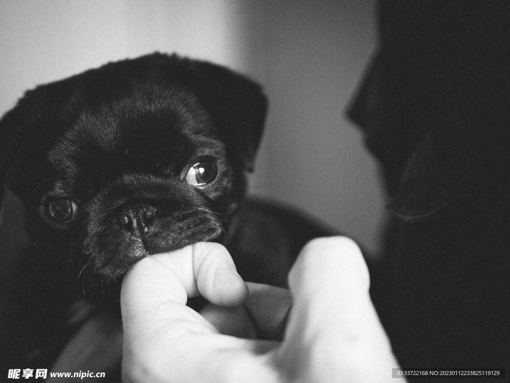 斗牛犬