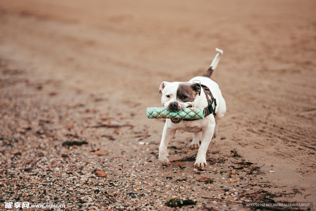 斗牛犬