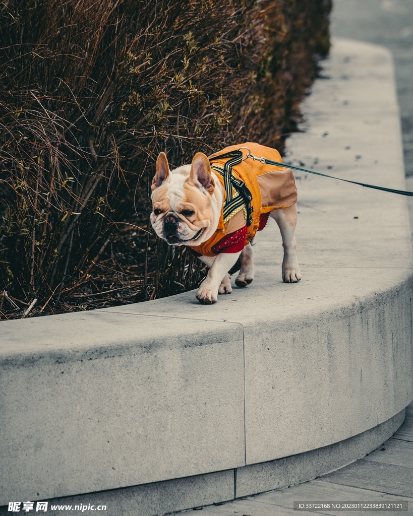 斗牛犬