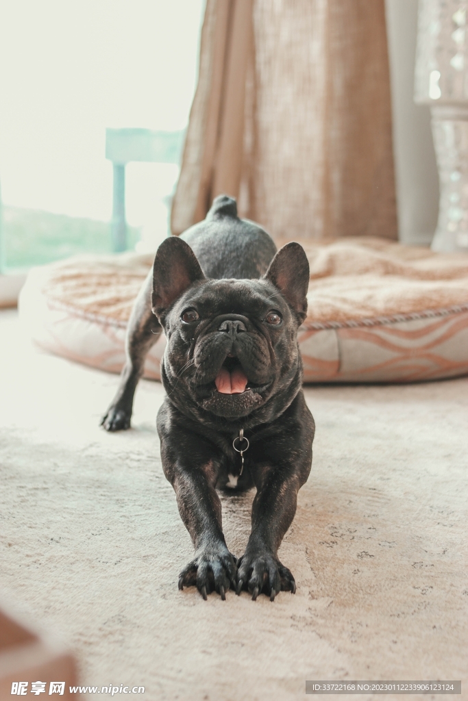 斗牛犬