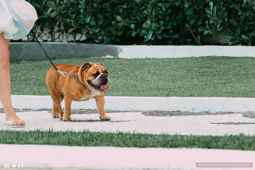 斗牛犬