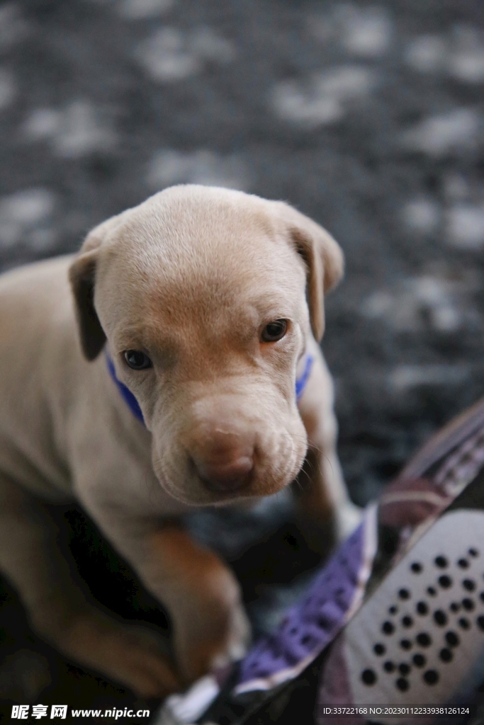斗牛犬