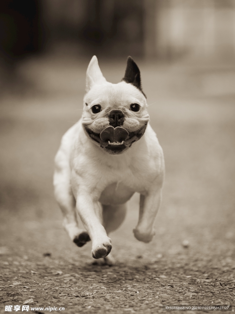 斗牛犬