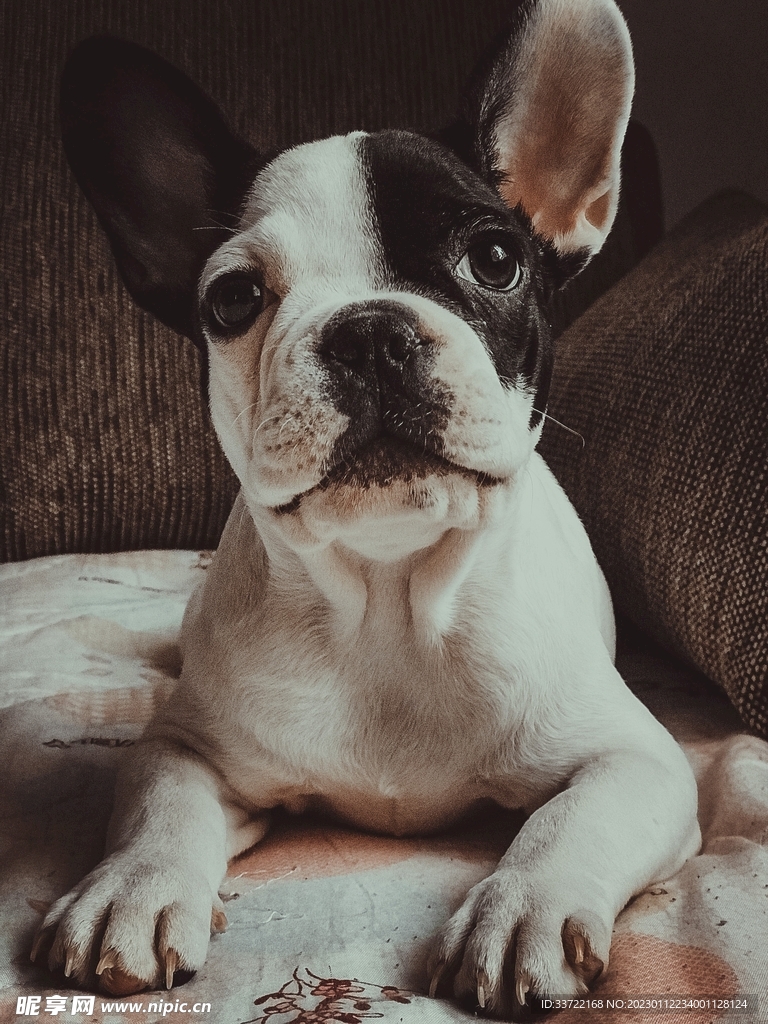 斗牛犬