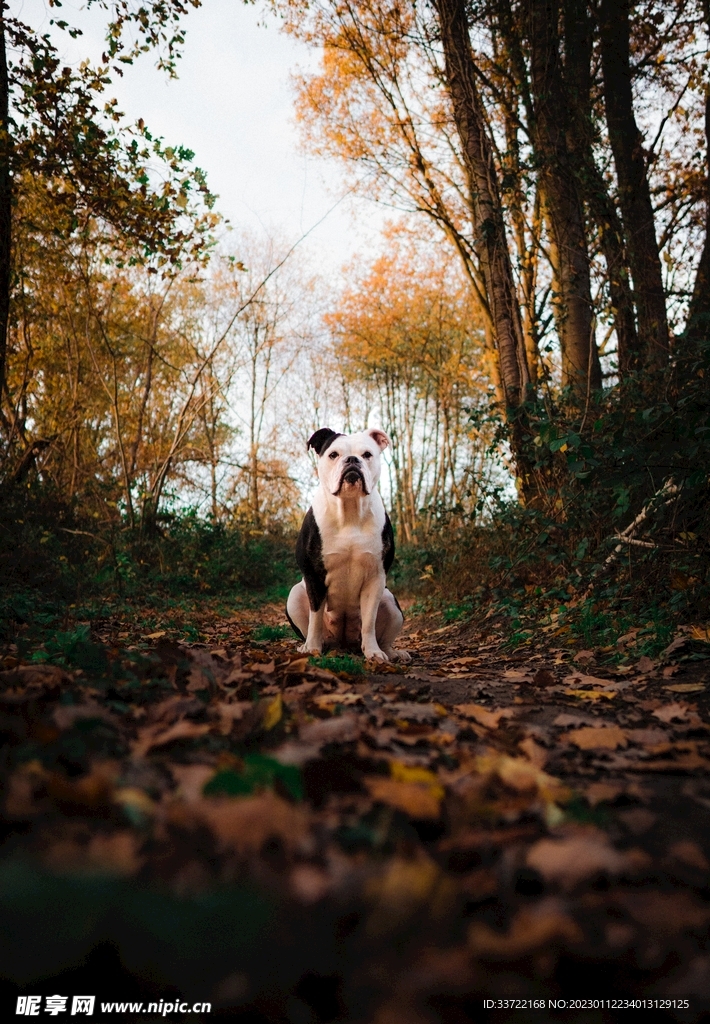 斗牛犬