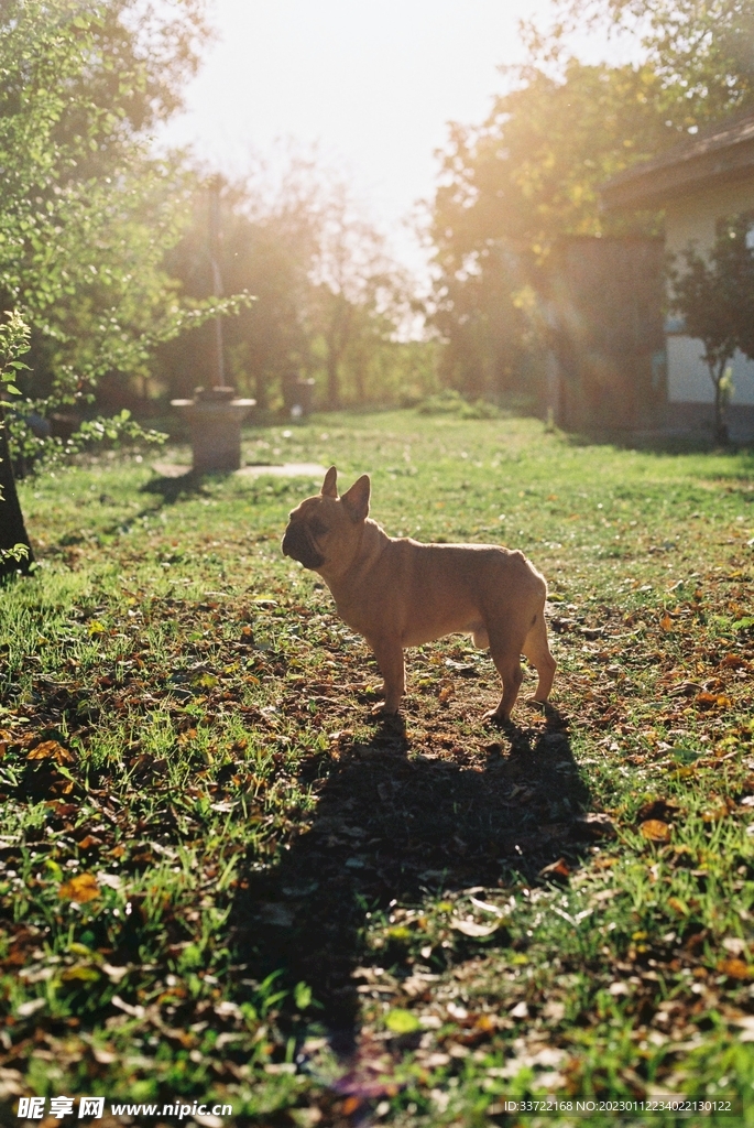 斗牛犬