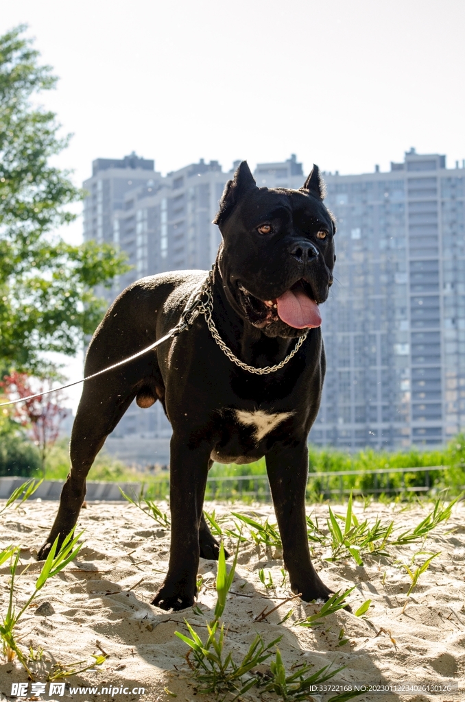 斗牛犬