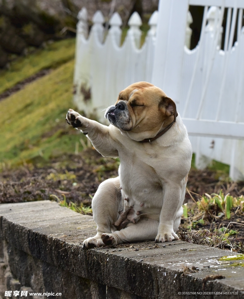 斗牛犬