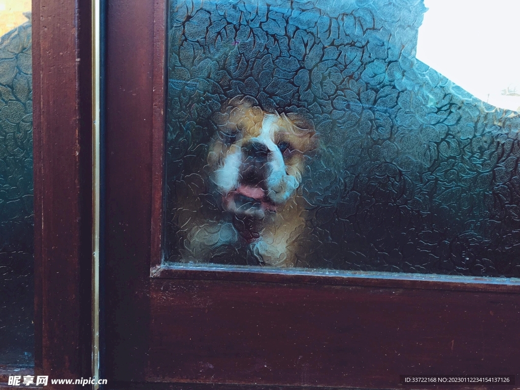 斗牛犬