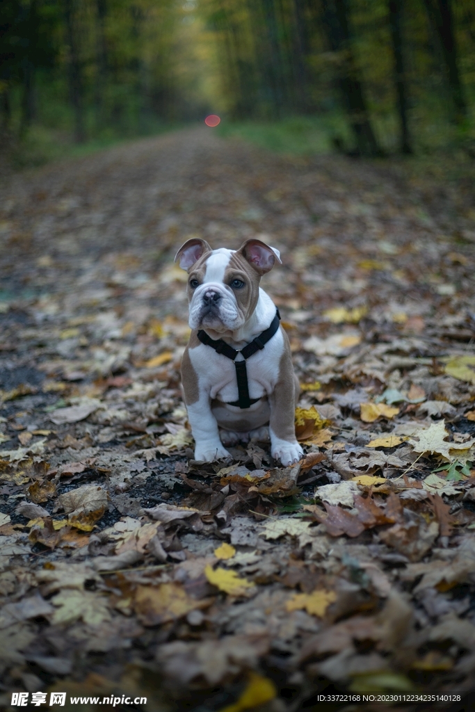 斗牛犬