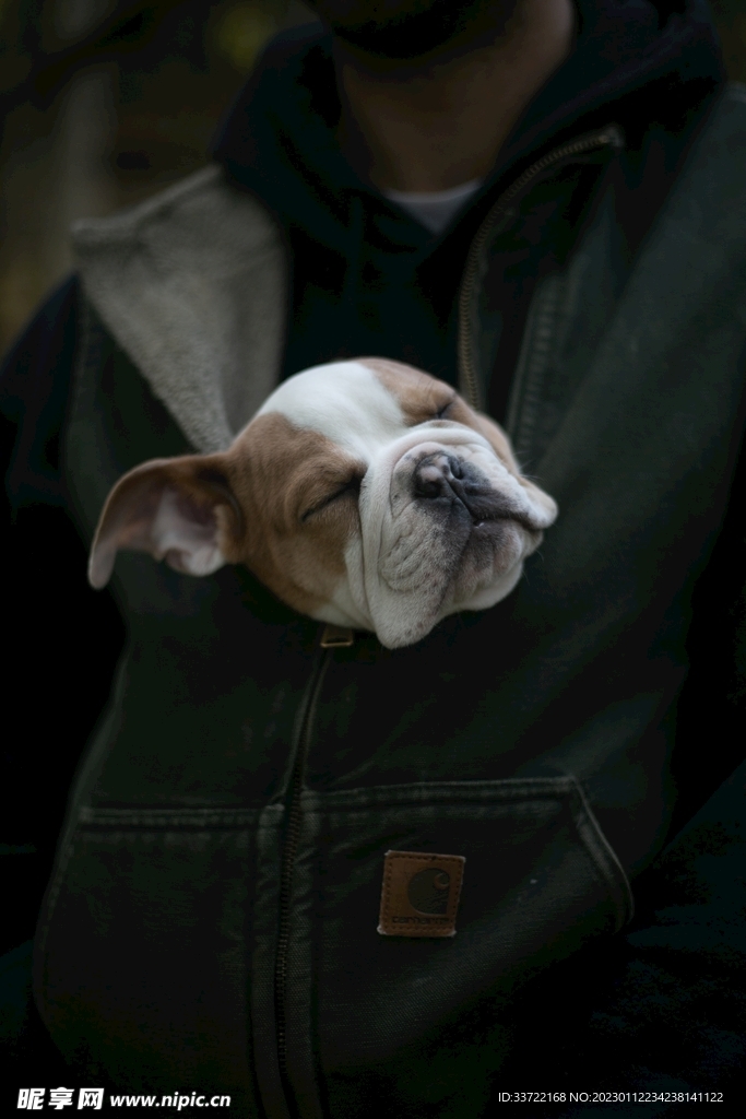 斗牛犬