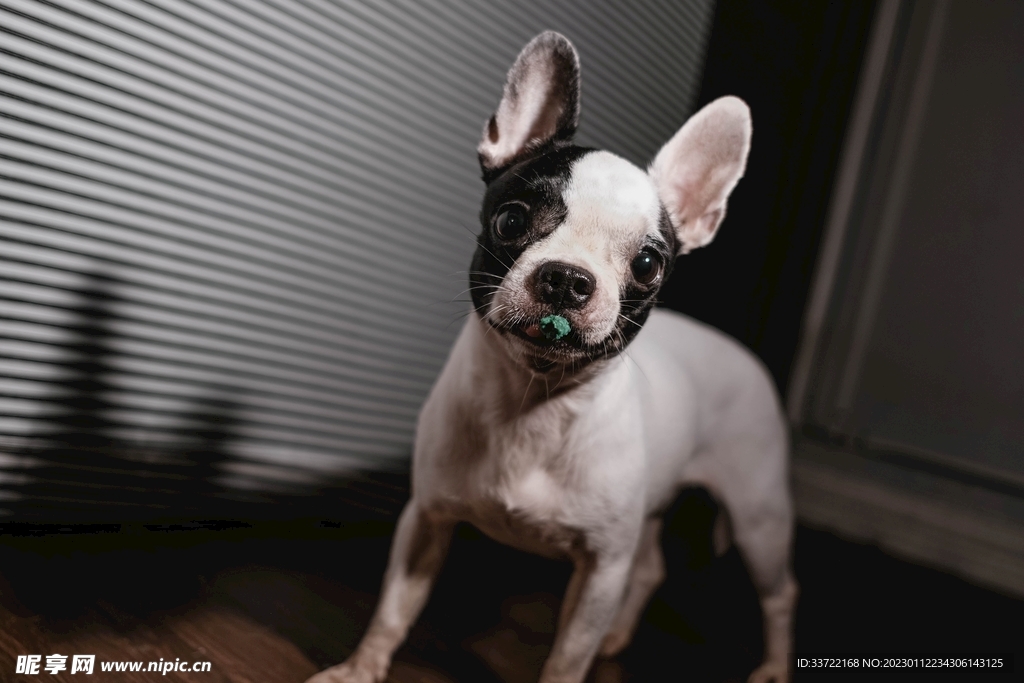斗牛犬