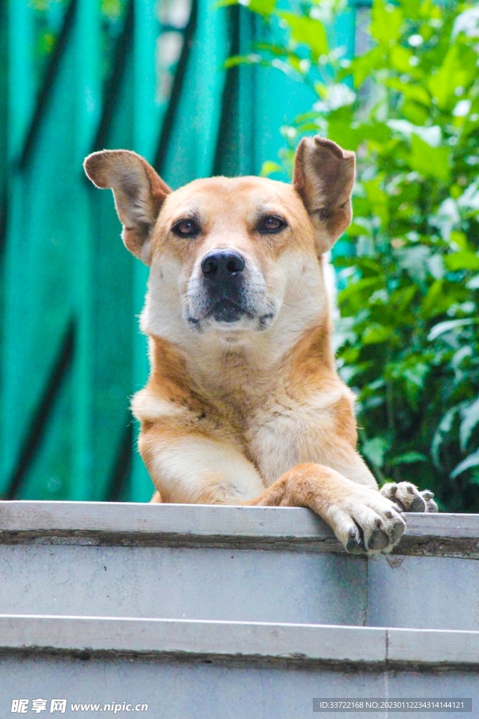 斗牛犬