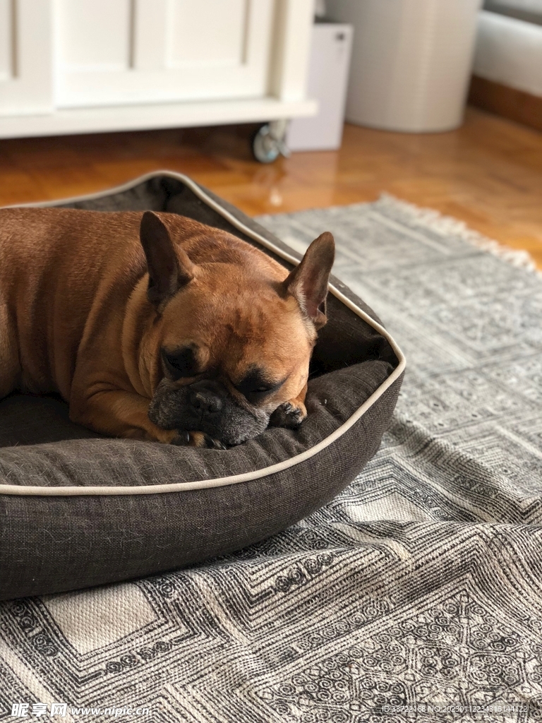 斗牛犬