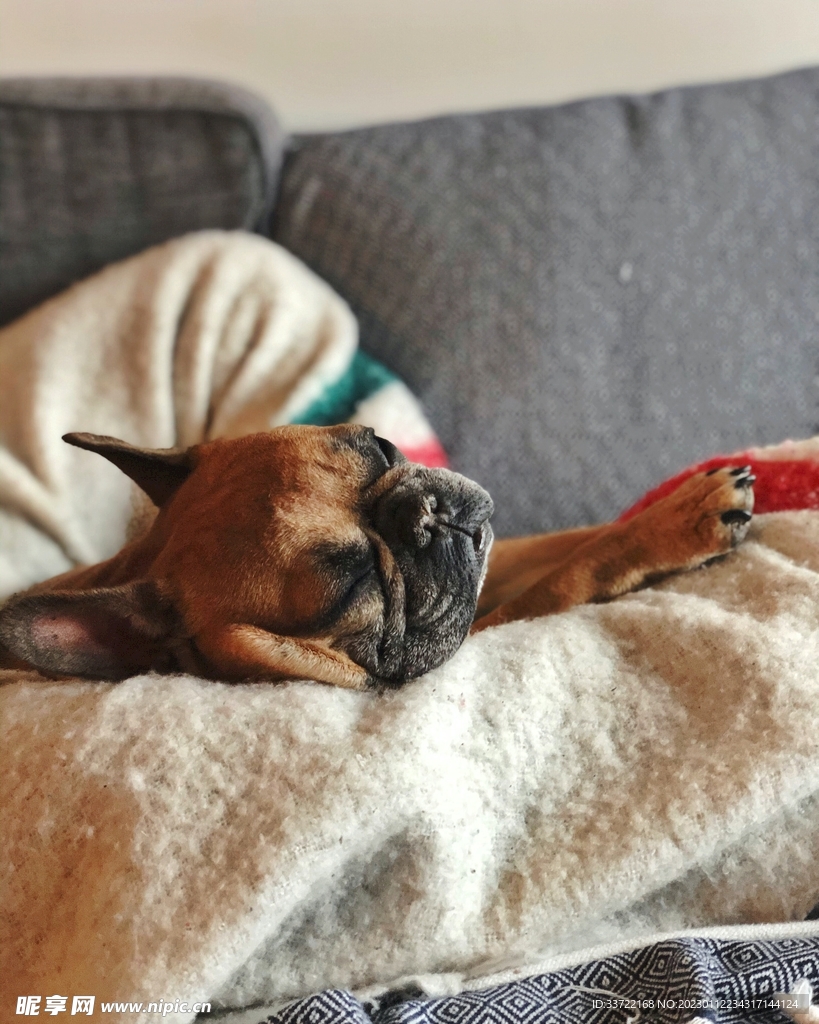 斗牛犬