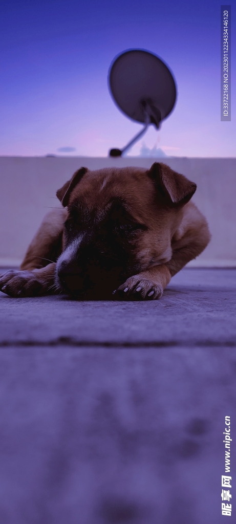 斗牛犬