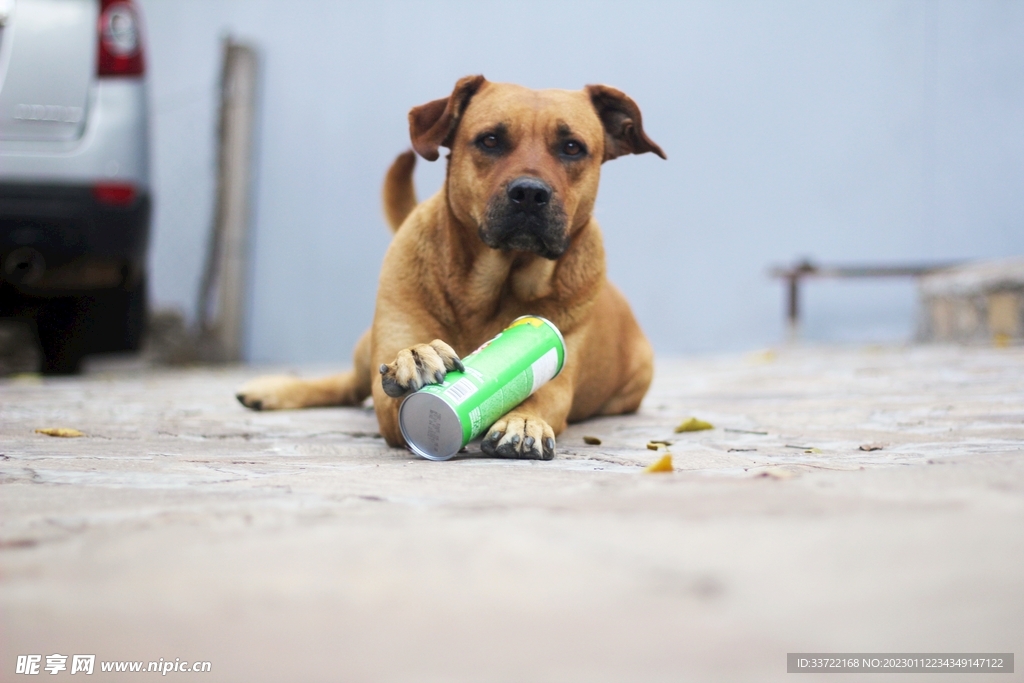 斗牛犬